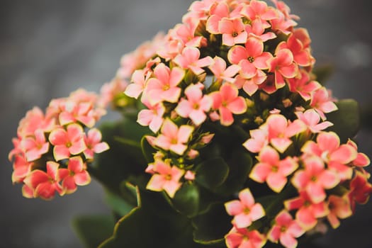 Beautiful flowers in the garden greenhouse Kalanchoe