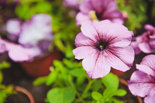 Beautiful petunia flowers in the garden. Photo with depth of field