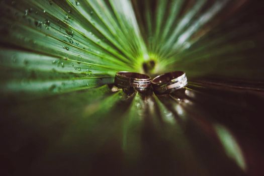 Two wedding rings on a leaf fern. Symbol of a long married life