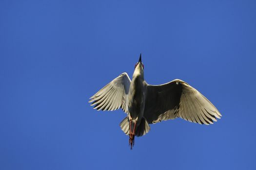 Black-crowned night heron (Nycticorax nycticorax) flying in blue sky