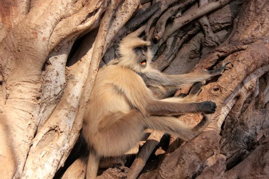 Gray langur (Semnopithecus dussumieri) sitting in a big tree, Ranthambore National Park, Rajasthan, India