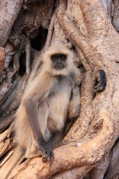 Gray langur (Semnopithecus dussumieri) sitting in a big tree, Ranthambore National Park, Rajasthan, India