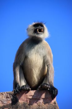 Gray langurs (Semnopithecus dussumieri) showing its teeth,  Ranthambore Fort, Rajasthan, India