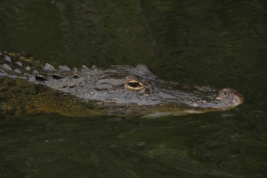American alligator (Alligator mississippiensis) in Everglades National Park, Florida, USA