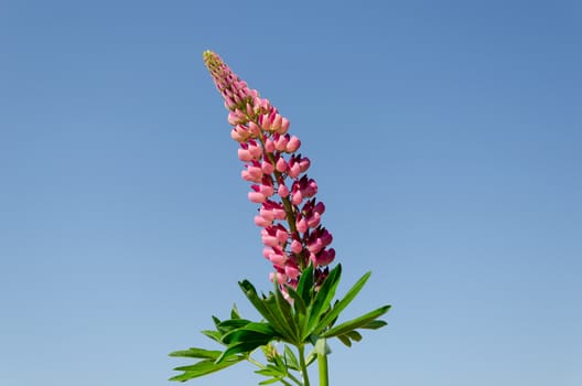 close up of pink lupine inflorescence on blue sky background