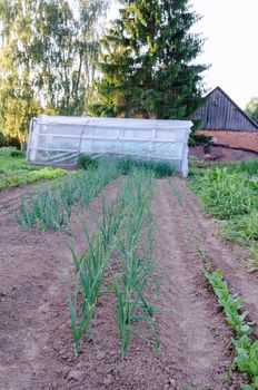 onion plantation in the vegetable garden summer time