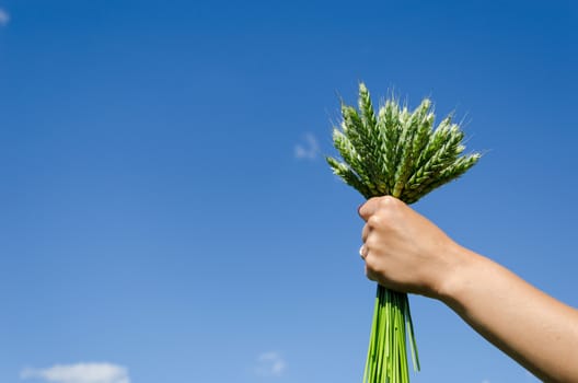 bouquet of green rye in hands of woman on blue sky background