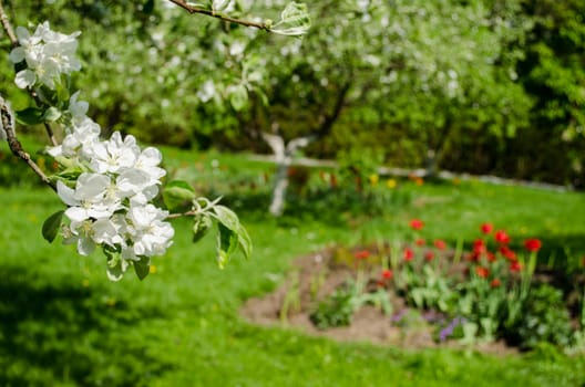 apple tree branch with small white flowers and leaves on garden tulip background