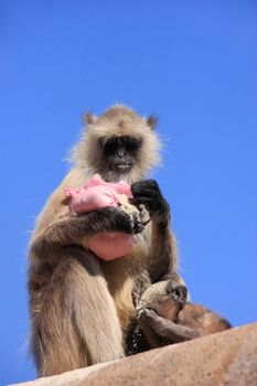 Gray langur (Semnopithecus dussumieri) with a baby eating at Ranthambore Fort, Rajasthan, India