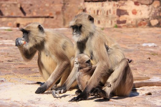 Gray langurs (Semnopithecus dussumieri) with a baby sitting at Ranthambore Fort, Rajasthan, India