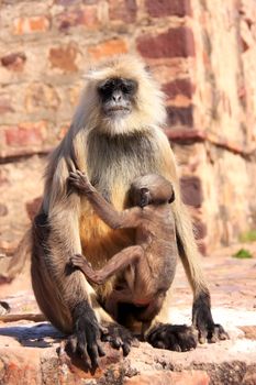 Gray langur (Semnopithecus dussumieri) with a baby sitting at Ranthambore Fort, Rajasthan, India