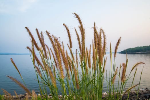 The grass and reservoir in the country of Thailand.