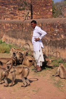 Indian man standing near gray langurs at Ranthambore Fort, Rajasthan, India