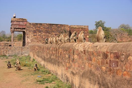 Gray langurs (Semnopithecus dussumieri) sitting at Ranthambore Fort, Rajasthan, India