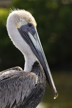 Portrait of Brown pelican (Pelecanus occidentalis)
