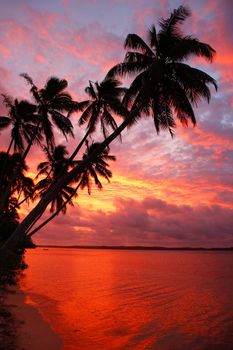 Silhouetted palm trees on a beach sunset, Ofu island, Vavau group, Tonga