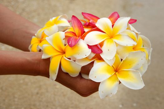 Hands holding white and pink plumeria flowers