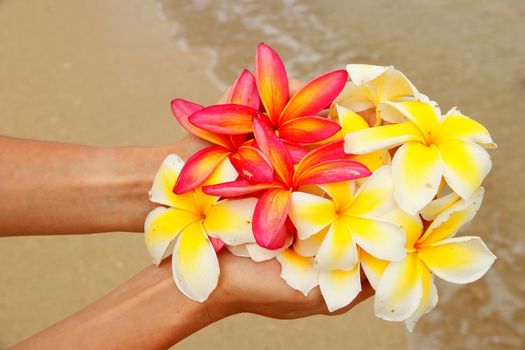 Hands holding white and pink plumeria flowers