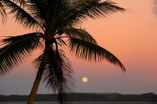 Silhouetted palm tree with the moon, Ofu island, Vavau group, Tonga