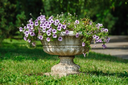 stone vase with petunia flowers in the park