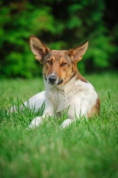 Cute stray dog laying on green grass