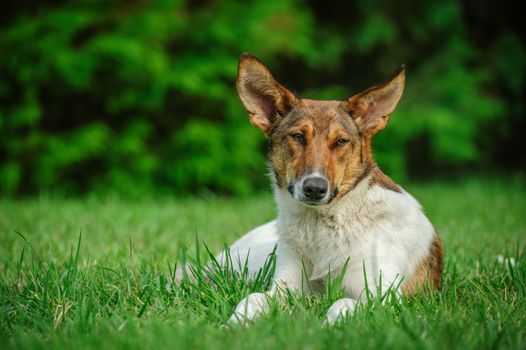 Cute stray dog laying on green grass