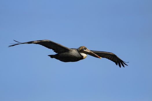 Brown pelican (Pelecanus occidentalis) flying in blue sky