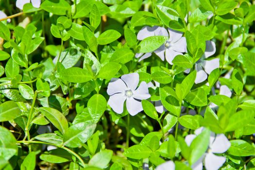 Summer photo of flowers on green background