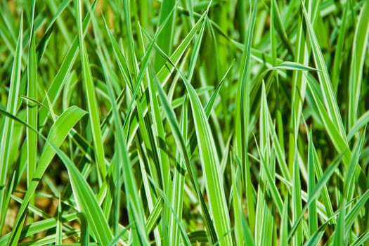 Summer picture of green saturate grass texture