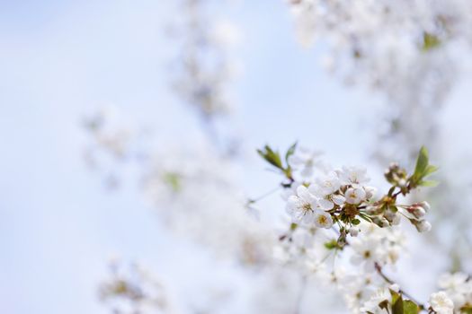 Cherry tree blossom in spring against blue sky