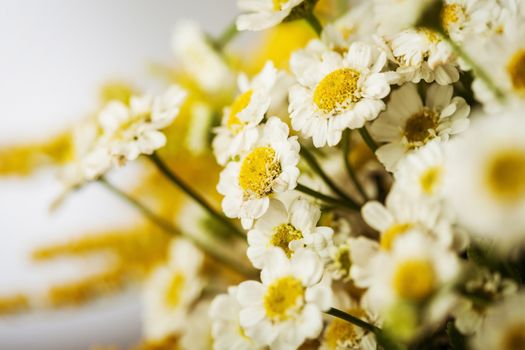 Camomile flower macro photography on blurred background