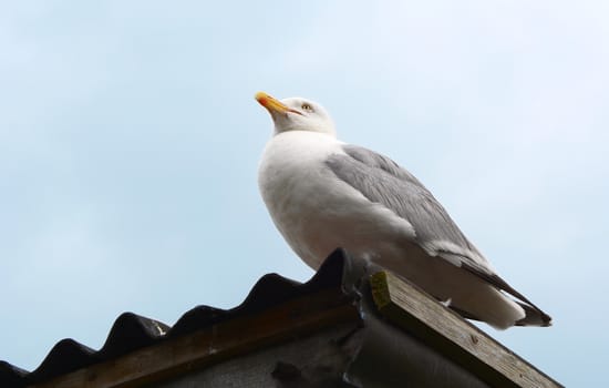 Adult gull sitting on the corrugated iron roof of a shed at the coast