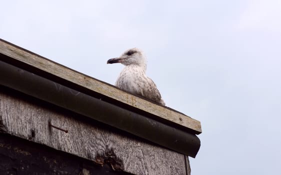Young seagull sits on the roof of a fishing shed on the beach
