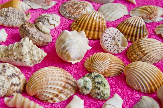 Photo of lot seashells on color towel