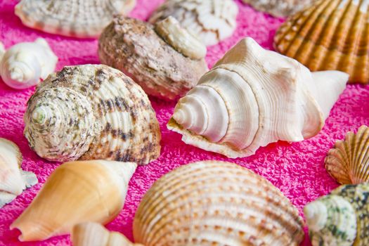 Photo of lot seashells on color towel