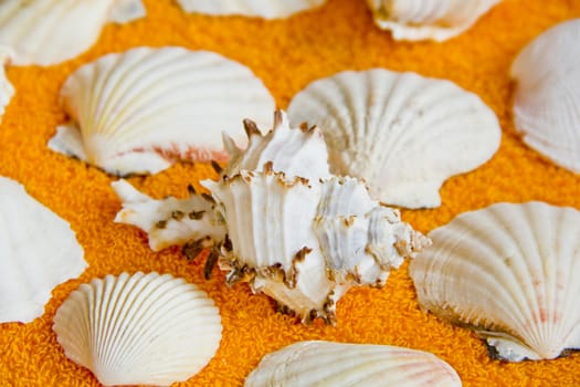Photo of lot seashells on color towel