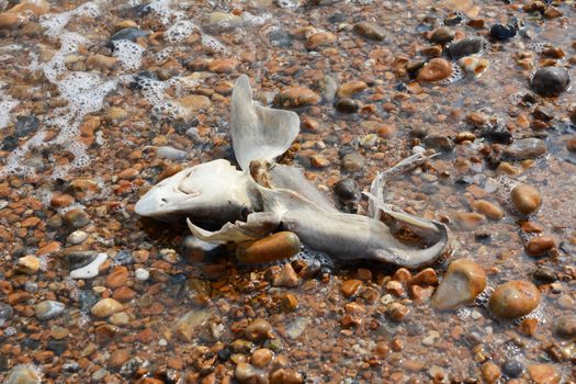 Dead smooth-hound shark washed ashore in Hastings, England