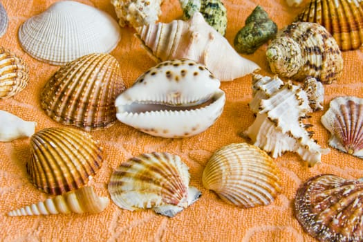 Photo of lot seashells on color towel