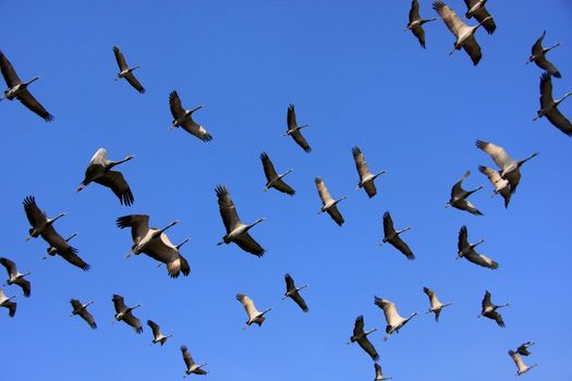Flock of demoiselle crains flying in blue sky, Khichan village, Rajasthan, India