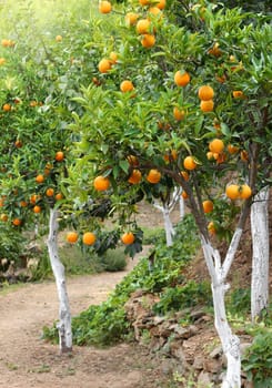 Orange trees with fruits growing in orchard garden