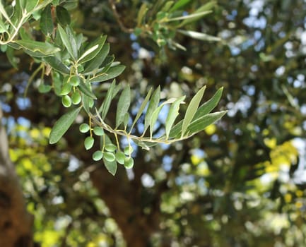 Olive tree branch with fresh green olives growing