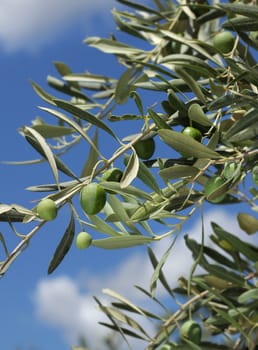 Olive tree branch with fresh green olives, blue sky background