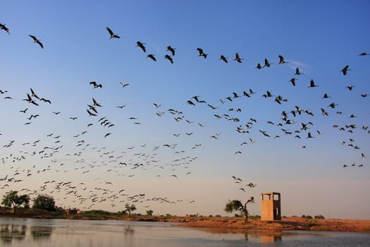 Flock of demoiselle crains flying in blue sky, Khichan village, Rajasthan, India