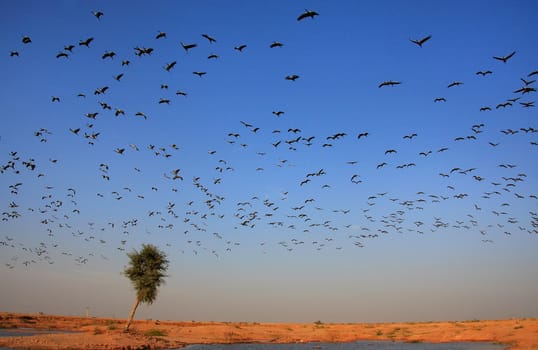 Flock of demoiselle crains flying in blue sky, Khichan village, Rajasthan, India