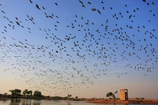 Flock of demoiselle crains flying in blue sky, Khichan village, Rajasthan, India