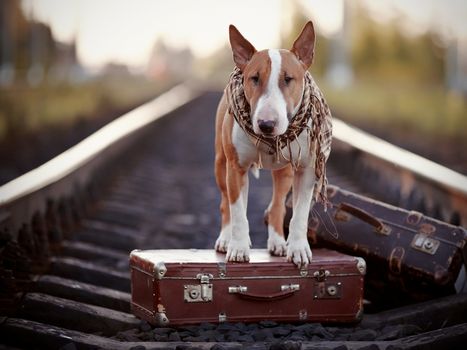 The bull terrier looks for the house. The dog waits for the owner. The lost dog. Bull terrier on the road. Dog on rails. Dog with suitcases.