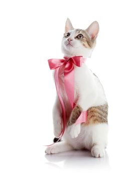 The kitten with a pink tape. Multi-colored small kitten. Kitten on a white background. Small predator. Small cat.