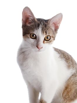 Portrait of a kitten. Multi-colored small kitten. Kitten on a white background. Small predator. Small cat.