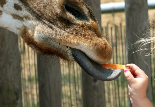 Image showing a giraffe sticking out its blue tongue taking a piece of carrot from its keeper.