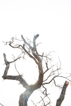 Dry tree in the countryside of Thailand.